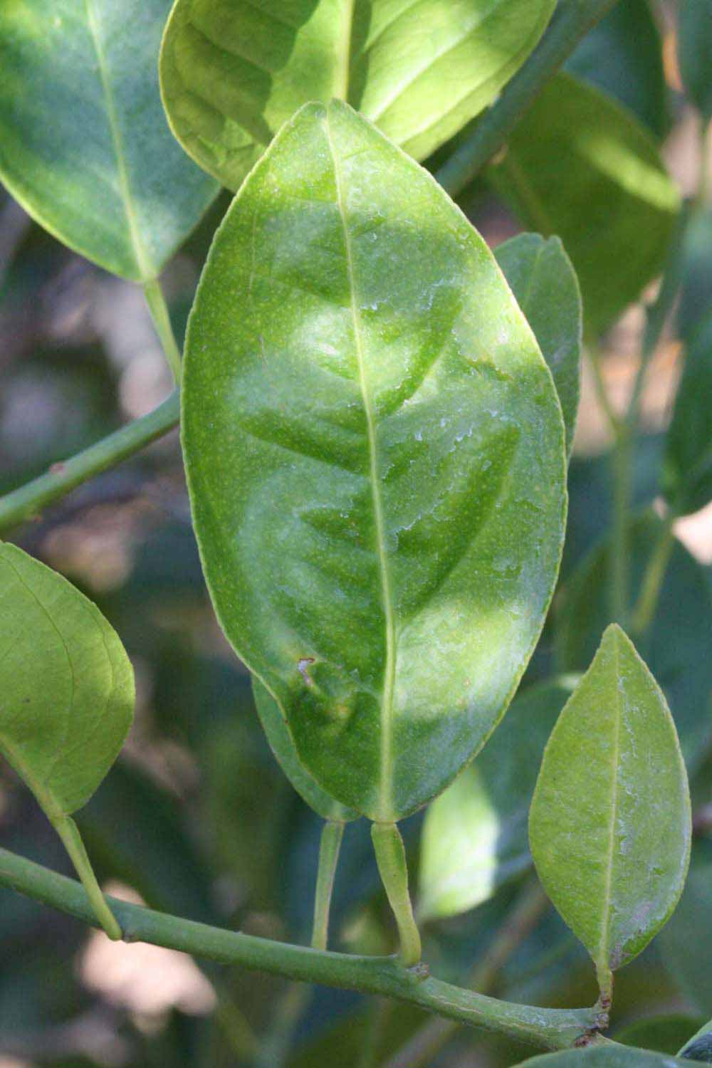             Unifoliolate leaf (Riverside, CA)       